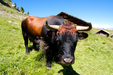 Walliser Kampfkuh