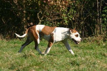 l'american staffordshire qui marche