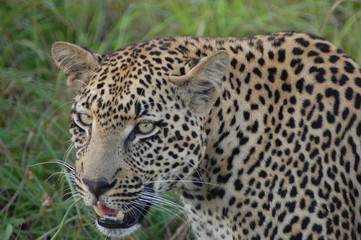 Fototapeta premium Leopard in Sabi Sands, Kruger, SA