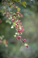 red berries on tree and bush in countryside