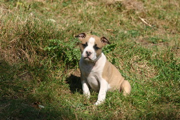 le regard perdu d'un chiot american staffordshire