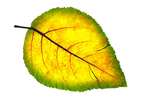 Green-yellow leaf