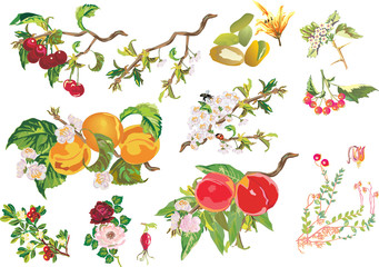 different berries and flowers