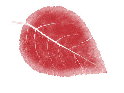 Red leaf