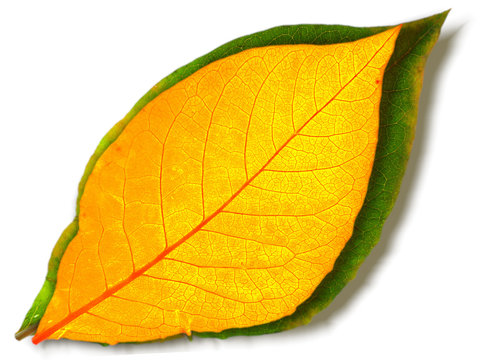 Autumn leaves