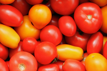 Red and yellow tomatos different cultivar