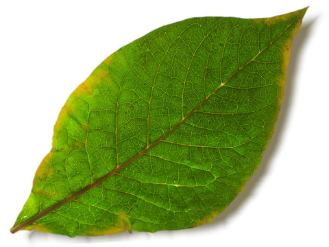 Green leaf
