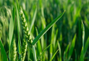 Green wheat plant on a field - obrazy, fototapety, plakaty