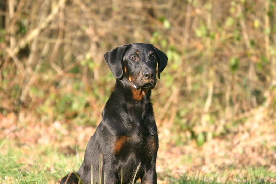 la pose statique du beauceron