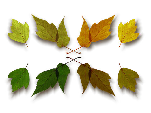Autumn leaves