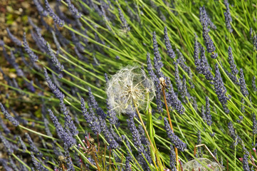 england gloucestershire the cotswolds snowshill lavender