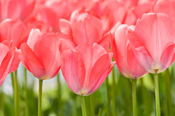 Pink Tulips in grass