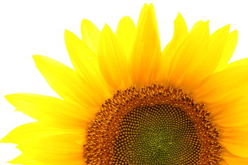 Naklejka premium Beautiful single sunflower isolated over white