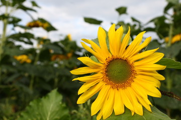 Obraz premium Single small sunflower on cultivated sunflowers field