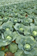 Cultivated cabbage field
