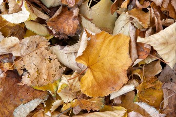 Fallen leaves on he ground