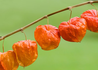 chinese lantern plant (Physalis alkekengi)