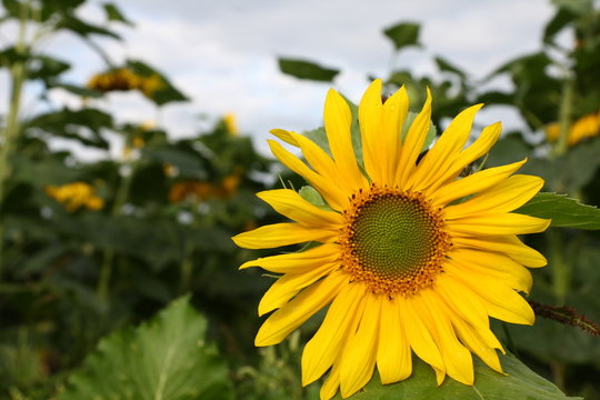 Single small sunflower on cultivated sunflowers field