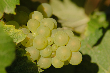 Grappe de chardonnay