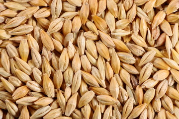 Barleycorn seeds close-up background texture
