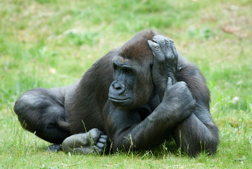 close up of a big female gorilla