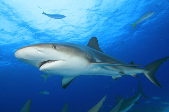 Shark on blue water background