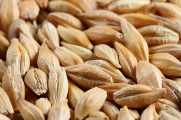 Fototapeta premium Barleycorn seeds close-up background texture