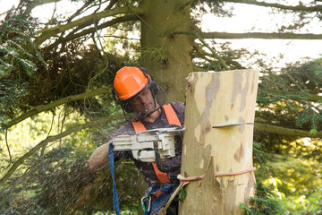 Man sawing  tree trunk