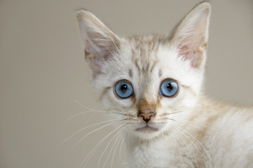 Obraz premium A young bengal kitten with a brown background