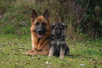 le berger allemand avec son chiot