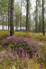 bruy&egrave;re et pins