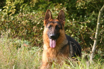 le repos du berger allemand