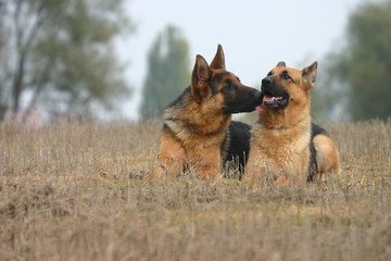 couple de berger allemand qui s'embrasse