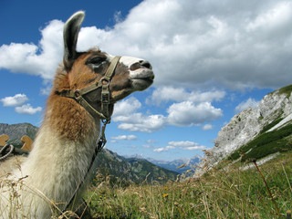 Obraz premium Lama in den Bergen