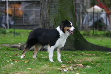 le berger australien dans un jardin