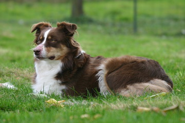 le berger australien allonge dans l'herbe