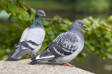 Portrait of two blue rock pigeons close up