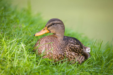 Portrait of a duck in a grass close up