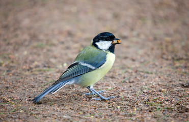 Portrait of a hungry titmouse with meal in a beak