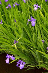 Iris, Schwertlilien am Seeufer