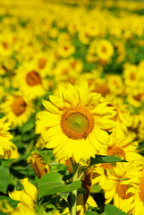Obraz premium sunflower