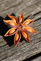 anis, badiane, anise, étoile, aromate,