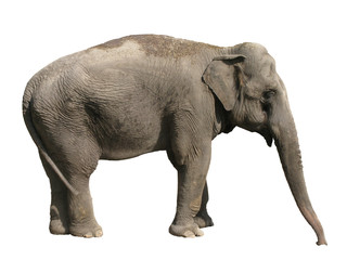 Elephant Asian isolated on white background