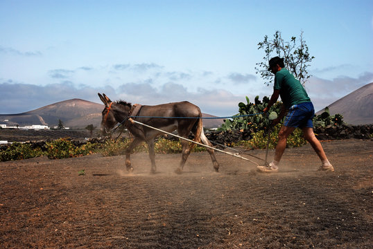Arando en Lanzarote