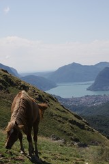 Fototapeta na wymiar Pferd auf Gola di Lago
