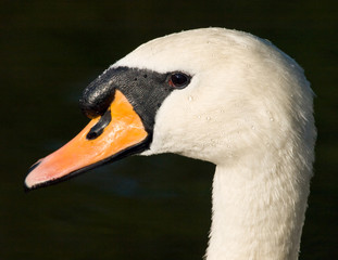 Swan swiming on the lake