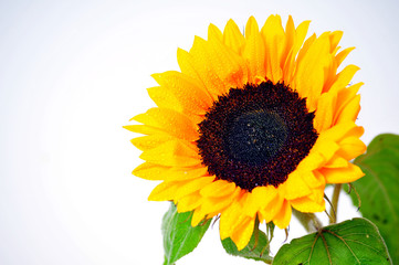 Obraz premium sonnenblume