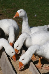 Gänse am Futterdrog