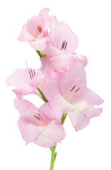 close-up gladiolus, isolated on white