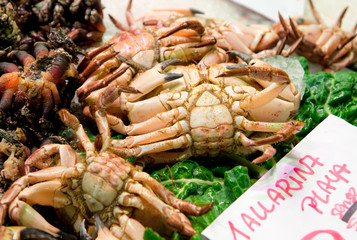 Live crabs on market stall. Boqueria city market, Barcelona